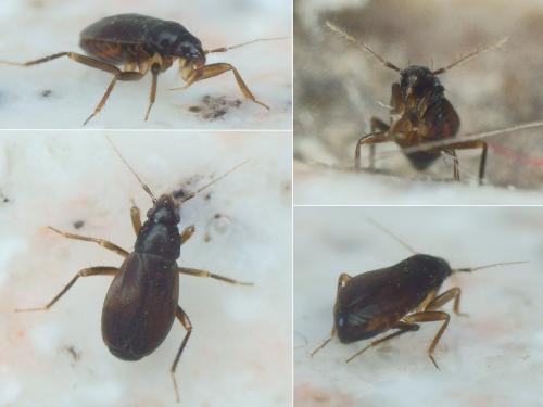 Ceratocombus coleoptratus